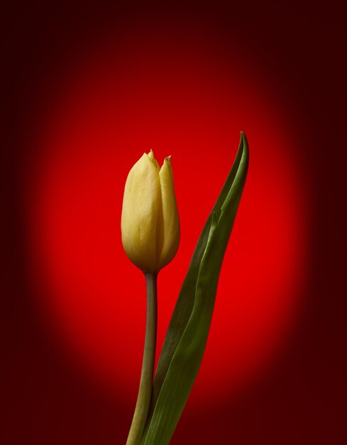 close-up of plant yellow tulip on the red colored background