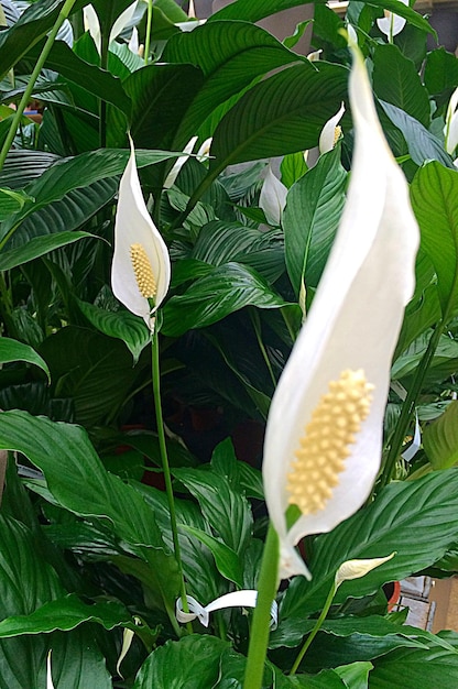 Photo close-up of plant