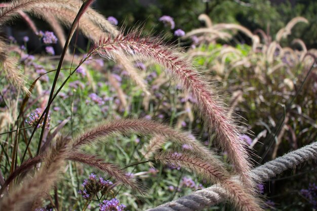 Photo close-up of plant