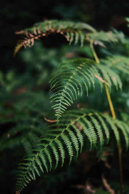 Photo close-up of plant