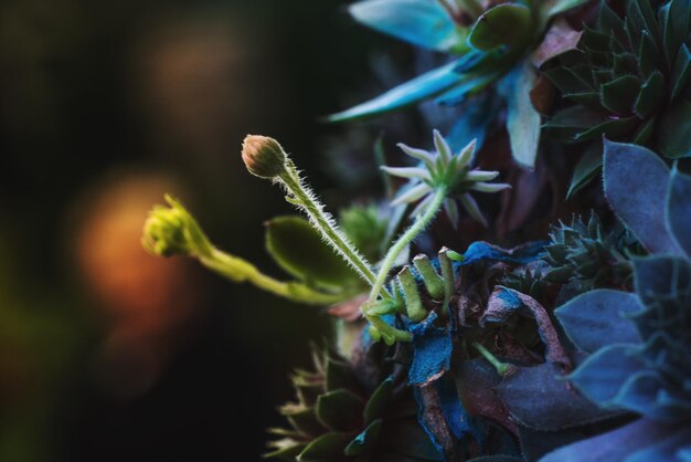 Photo close-up of plant