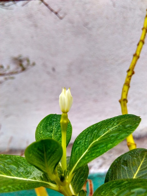 Close-up of plant