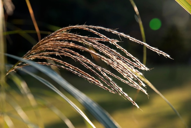 Photo close-up of plant