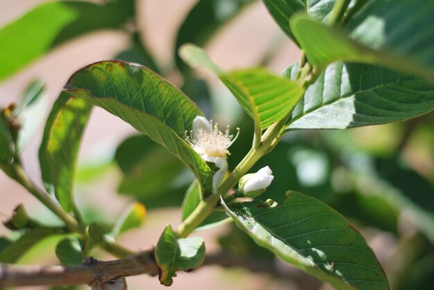 Close-up of plant