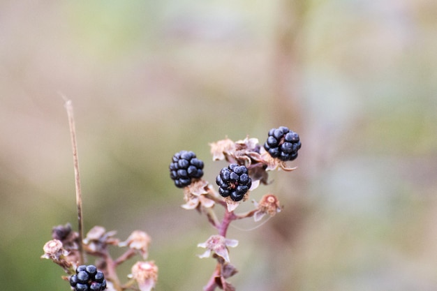 Photo close-up of plant