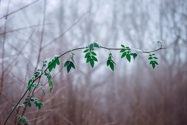 Photo close-up of plant