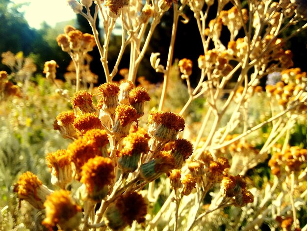 Close-up of plant