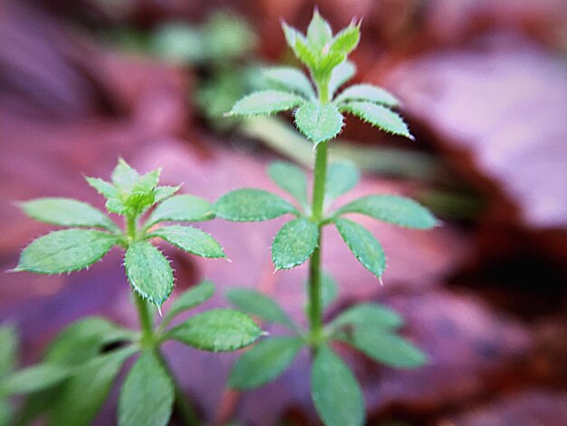 Photo close-up of  plant