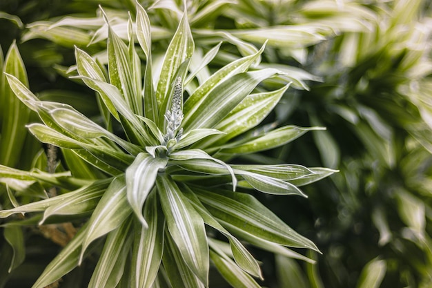 Photo close-up of plant