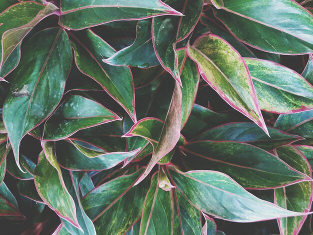 Photo close-up of plant