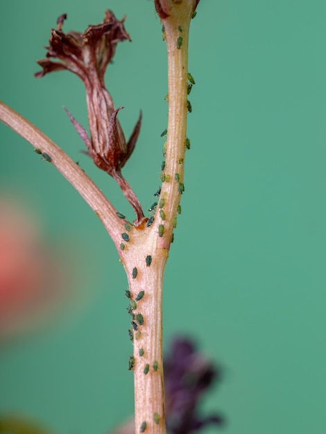 Photo close-up of plant