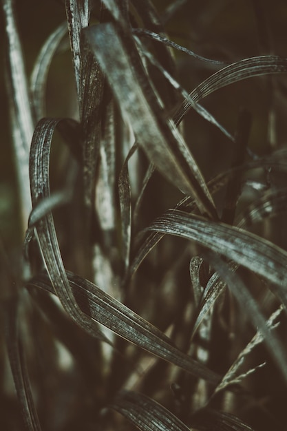 Photo close-up of plant