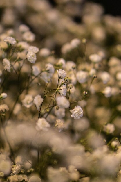 Photo close-up of plant