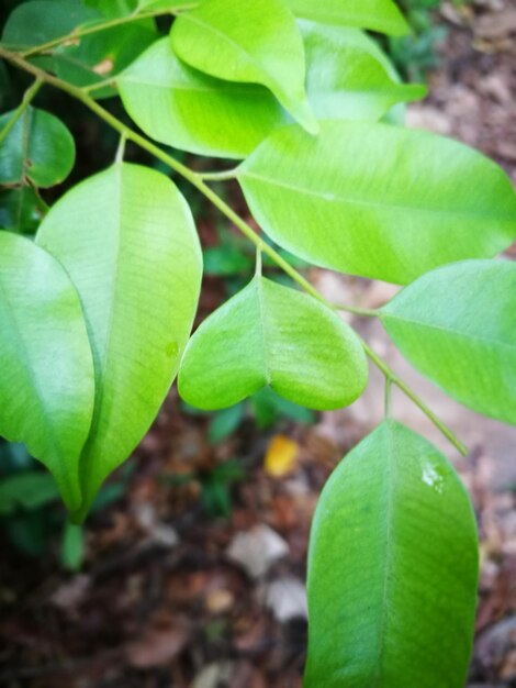 Close-up of plant