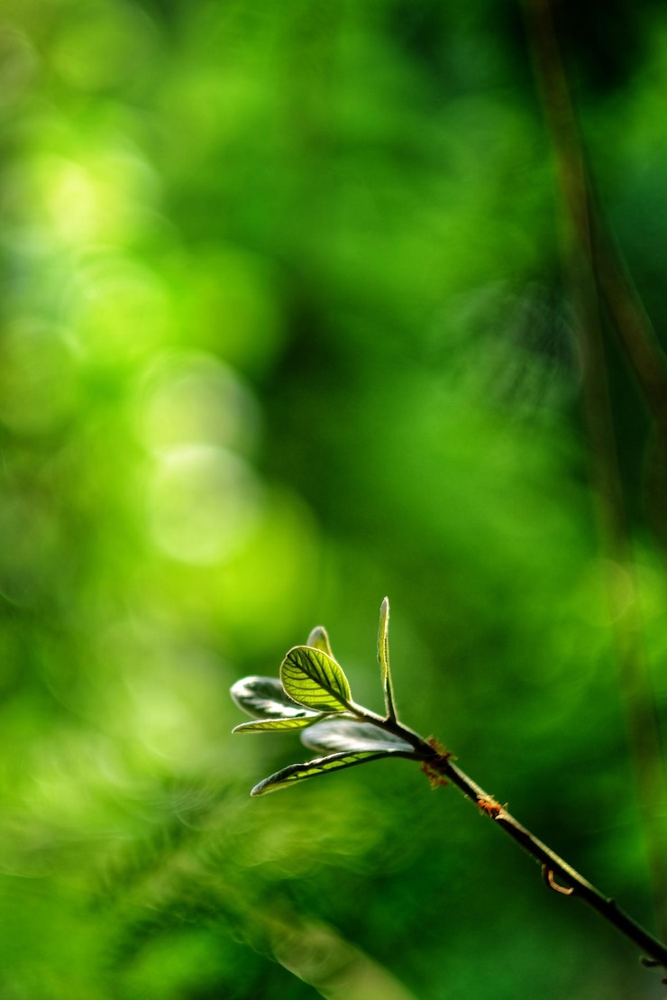 Photo close-up of plant