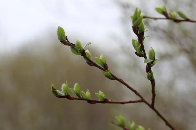 Photo close-up of plant