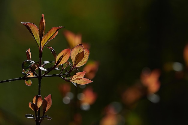 Close-up of plant