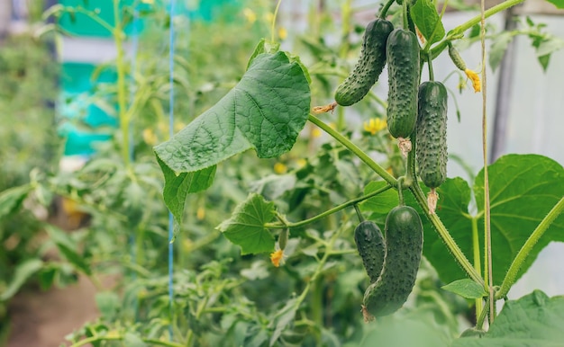 Photo close-up of plant