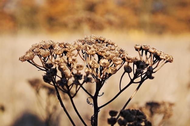 Photo close-up of plant