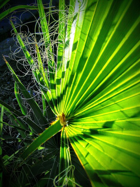 Close-up of plant