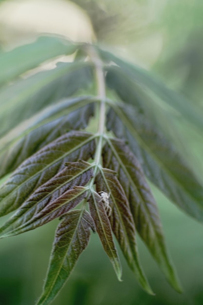 Photo close-up of plant