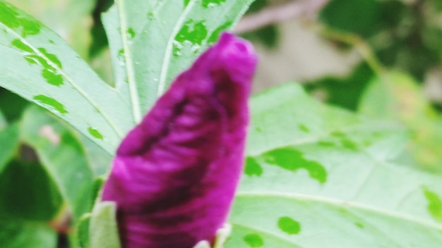 Close-up of plant