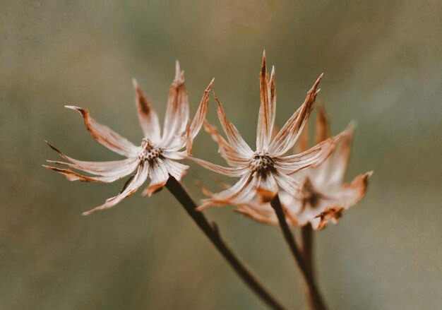 Photo close-up of plant