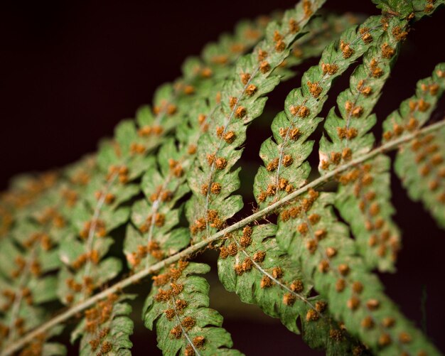 Photo close-up of plant