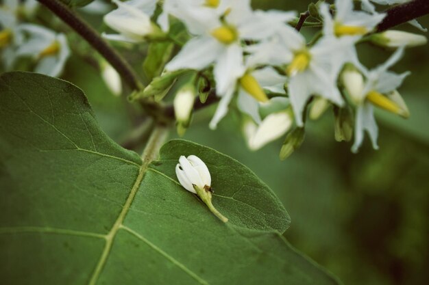 Photo close-up of plant