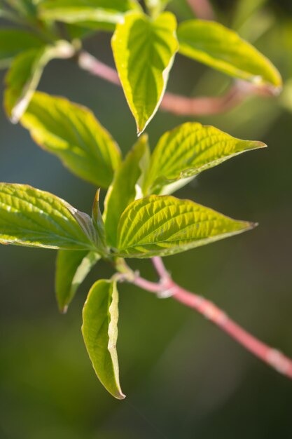 Close-up of plant