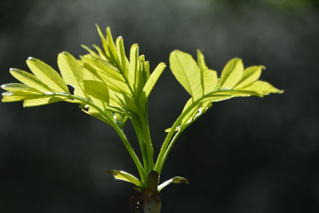 Photo close-up of plant