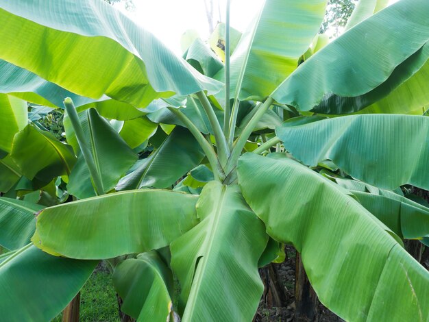 Close-up of a plant