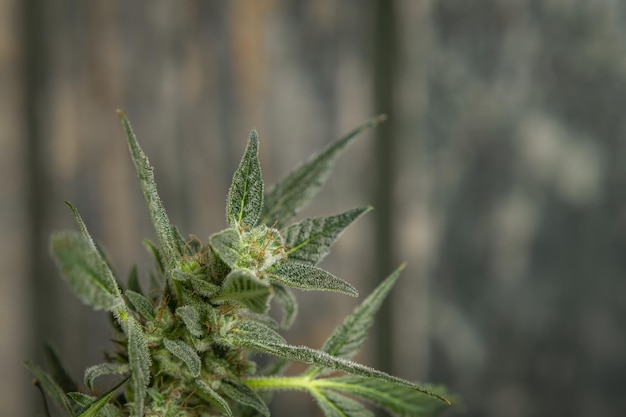 Close-up of plant