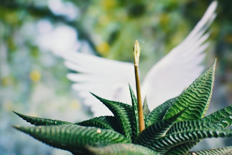 Photo close-up of plant