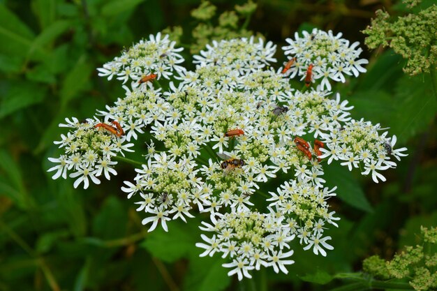 Photo close-up of plant