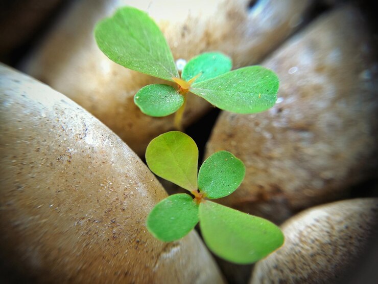 Photo close-up of plant