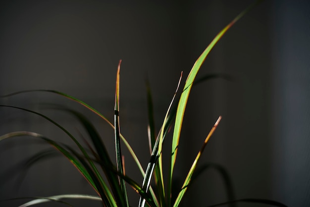 Photo close-up of plant