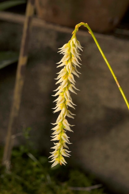 Photo close-up of plant