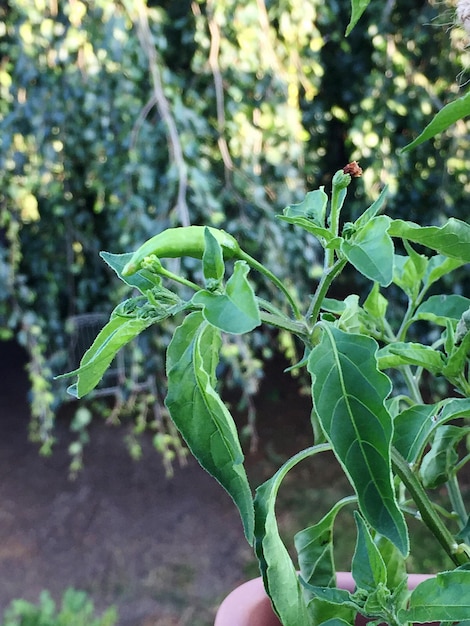 Photo close-up of plant