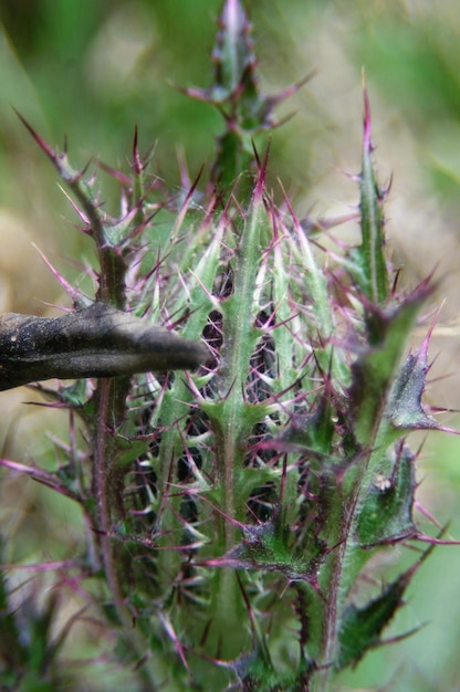 Photo close-up of plant