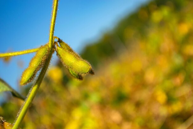 Close-up of plant