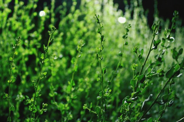 Close up of a plant