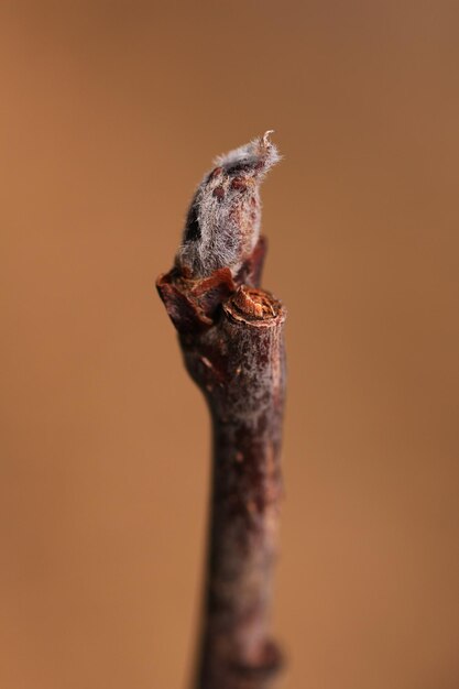 Photo close-up of plant