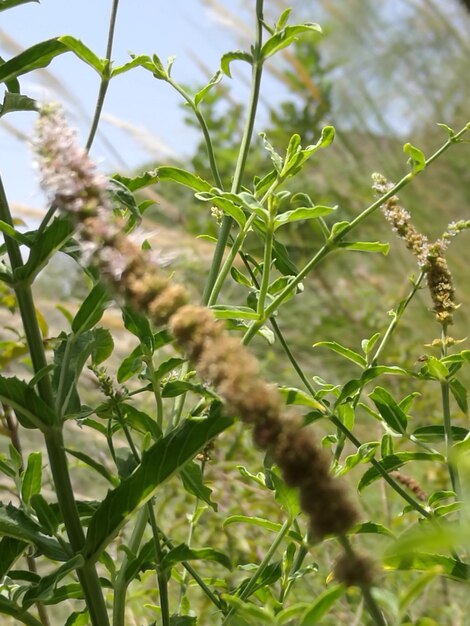 Close-up of plant