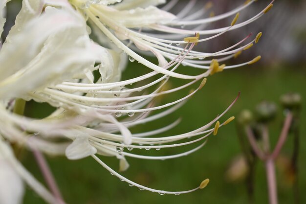 Photo close-up of plant