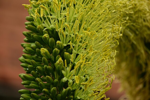 Photo close-up of plant