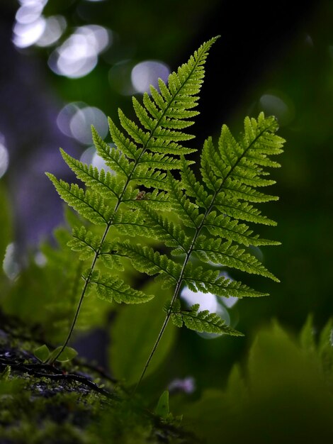 Close-up of plant