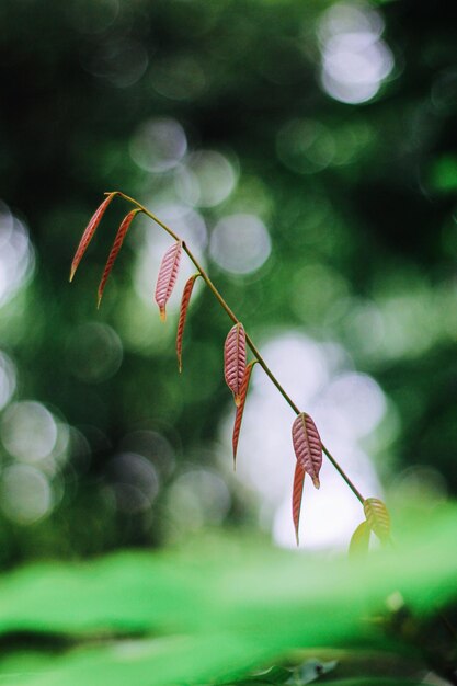 Photo close-up of plant