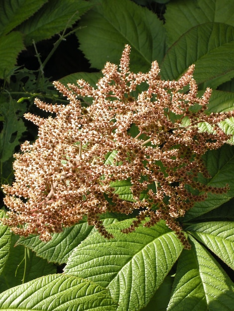 Photo close-up of plant