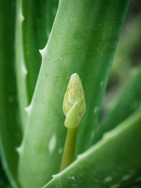 Close-up of plant